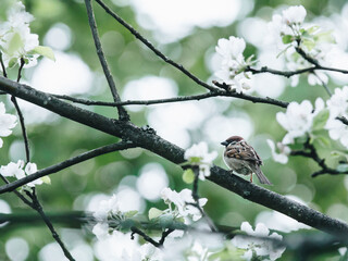 哪些花不能在家里养-